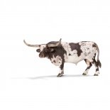 SC Texasi Longhorn bika
