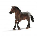 SC Appaloosa csődör