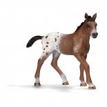 SC Appaloosa csikó