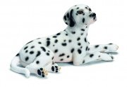 SC Dalmata - közepes