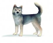 SC Husky szuka
