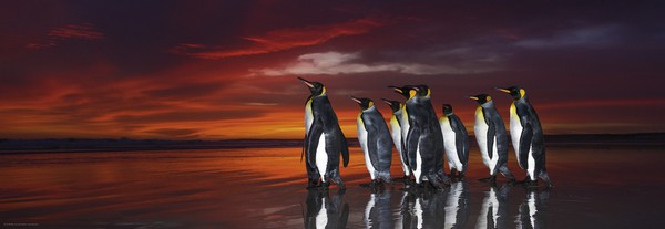 Heye Puzzle 1000 db - King Penguins